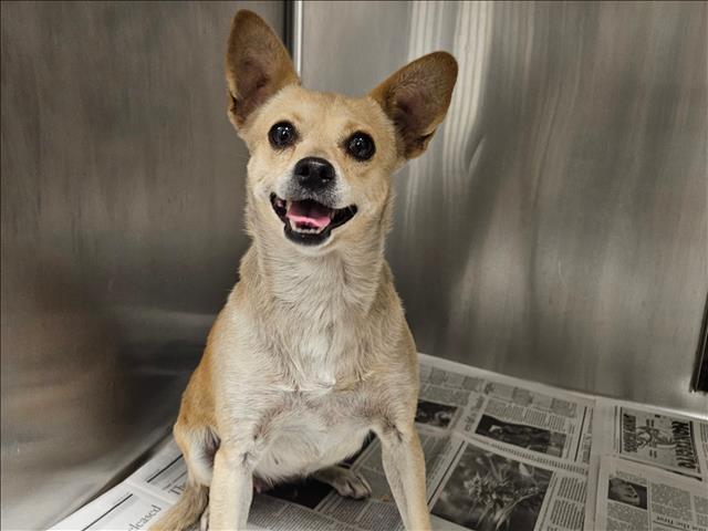 Shelter Stray Female Dog last seen , 14409 Vanowen St, Van Nuys, CA 91405, USA