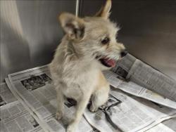 Shelter Stray Female Dog last seen , 14409 Vanowen St, Van Nuys, CA 91405, USA