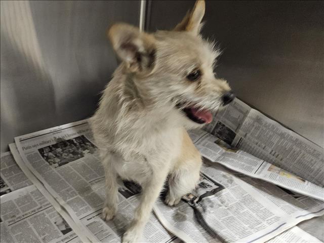 Shelter Stray Female Dog last seen , 14409 Vanowen St, Van Nuys, CA 91405, USA