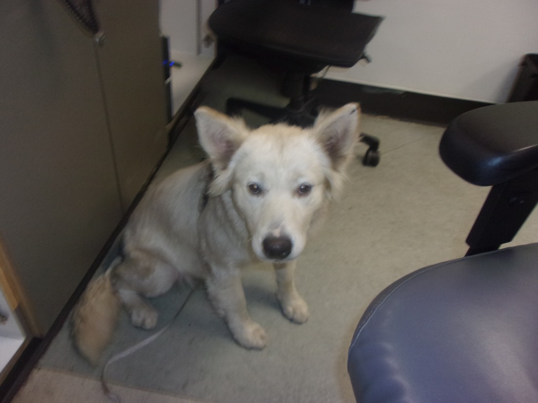 Shelter Stray Female Dog last seen , 14409 Vanowen St, Van Nuys, CA 91405, USA