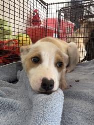 Shelter Stray Female Dog last seen BLAIR PARK, 333 Chandler Pl, San Bernardino, CA 92408, USA