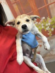 Shelter Stray Female Dog last seen BLAIR PARK, 333 Chandler Pl, San Bernardino, CA 92408, USA