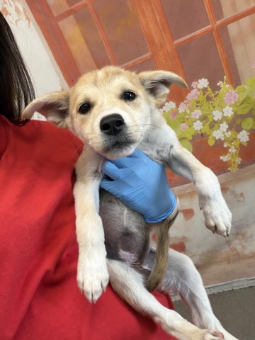 Shelter Stray Female Dog last seen BLAIR PARK, 333 Chandler Pl, San Bernardino, CA 92408, USA