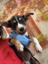 Shelter Stray Female Dog last seen BLAIR PARK, 333 Chandler Pl, San Bernardino, CA 92408, USA