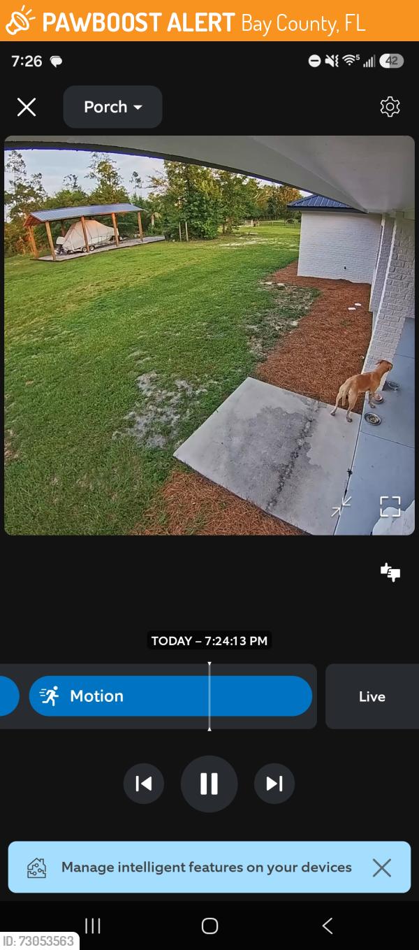 Found/Stray Male Dog last seen Miller road and littleton, Bay County, FL 32404