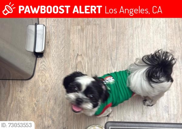 Lost Male Dog last seen Jamieson and stagg , Los Angeles, CA 91335