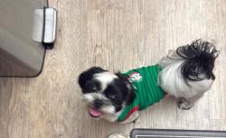 Lost Male Dog last seen Jamieson and stagg , Los Angeles, CA 91335