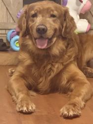 Lost Male Dog last seen Otters Den Ct E, Jacksonville, FL 32219
