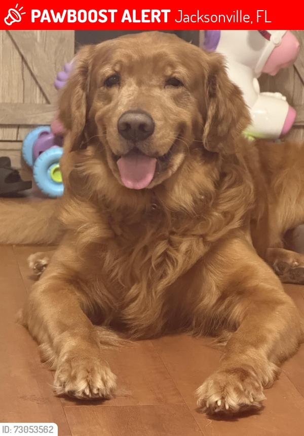 Lost Male Dog last seen Otters Den Ct E, Jacksonville, FL 32219