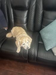 Lost Female Dog last seen Watt, North Highlands, CA 95660