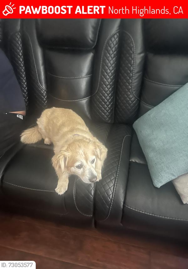 Lost Female Dog last seen Watt, North Highlands, CA 95660