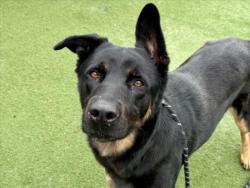 Shelter Stray Female Dog last seen , 11361 W Pico Blvd, Los Angeles, CA 90064, USA