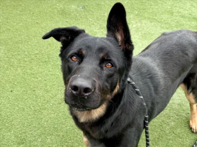 Shelter Stray Female Dog last seen , 11361 W Pico Blvd, Los Angeles, CA 90064, USA