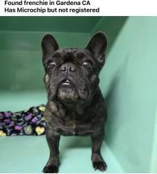 Reunited Female Dog last seen 170th St & Berendo , Gardena, CA 90247
