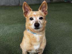 Shelter Stray Male Dog last seen , 11361 W Pico Blvd, Los Angeles, CA 90064, USA