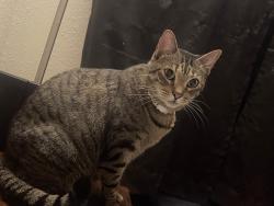 Lost Female Cat last seen Indian Rocks Rd, Belleair Bluffs, FL 33770