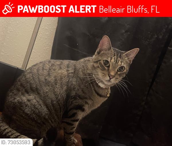 Lost Female Cat last seen Indian Rocks Rd, Belleair Bluffs, FL 33770