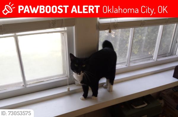 Lost Female Cat last seen Military and NW 39th, Oklahoma City, OK 73118