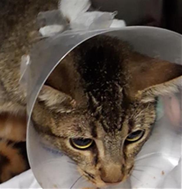 Shelter Stray Female Cat last seen LOCH LOMOND DR, BAKERSFIELD CA 93304, 3951 Fruitvale Ave, Bakersfield, CA 93308, USA