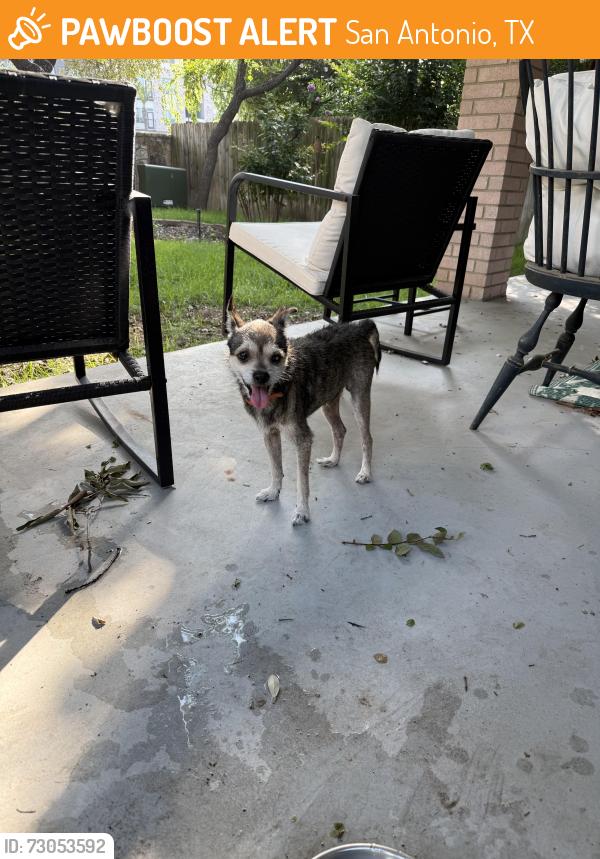 Found/Stray Male Dog last seen Vance Jackson & De Zavala, San Antonio, TX 78230