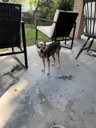 Found/Stray Male Dog last seen Vance Jackson & De Zavala, San Antonio, TX 78230