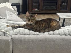 Lost Female Cat last seen Athens and lake mead parkway, Henderson, NV 89015