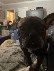 Lost Male Dog last seen Macon &n graham, Memphis, TN 38122