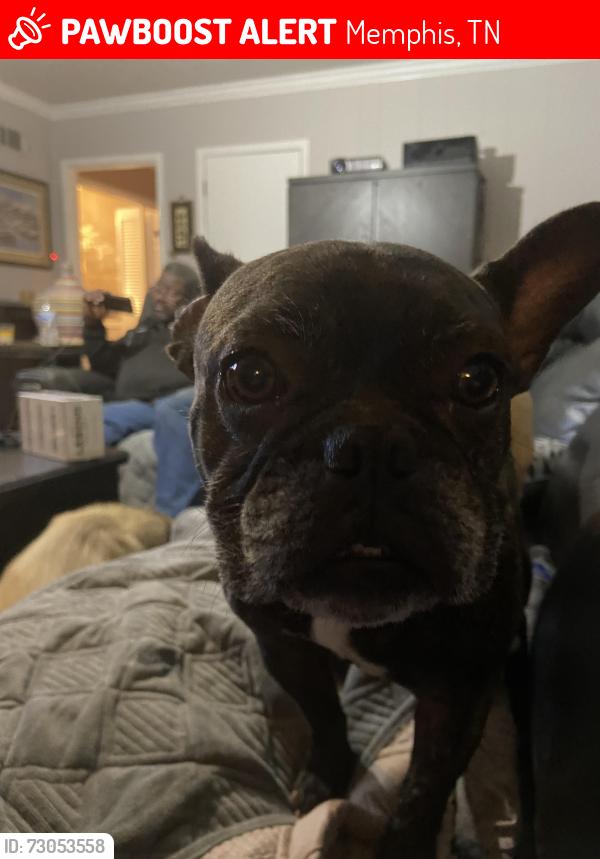 Lost Male Dog last seen Macon &n graham, Memphis, TN 38122