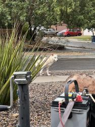 Found/Stray Female Dog last seen Montano and Unser, Albuquerque, NM 87120