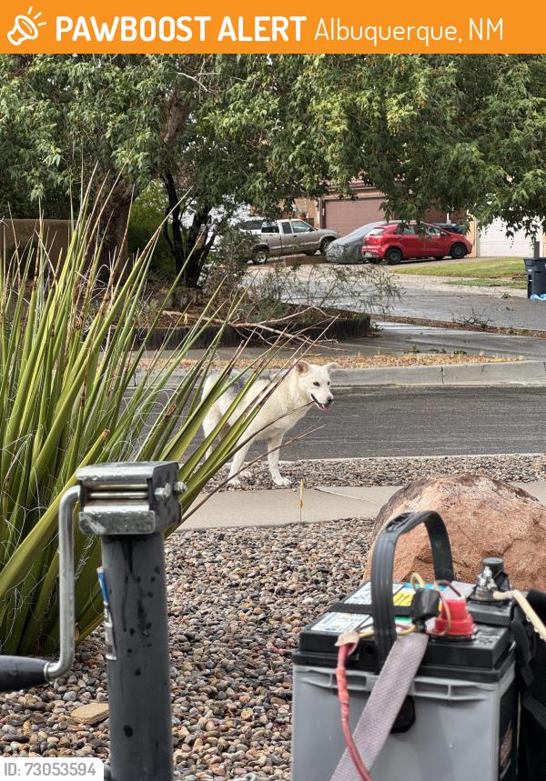 Found/Stray Female Dog last seen Montano and Unser, Albuquerque, NM 87120