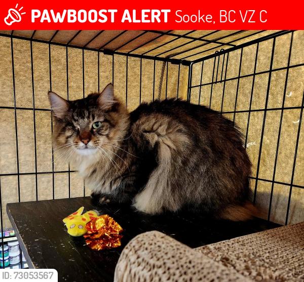 Lost Male Cat last seen Mount Matheson Road, Sooke, BC V9Z 1C4
