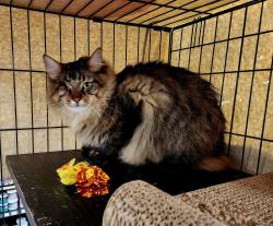 Lost Male Cat last seen Mount Matheson Road, Sooke, BC V9Z 1C4