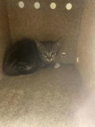 Shelter Stray Female Cat last seen Near BLOCK W 5400 S, TAYLORSVILLE UT 84129, 4522 W 3500 S, West Valley City, UT 84120, USA