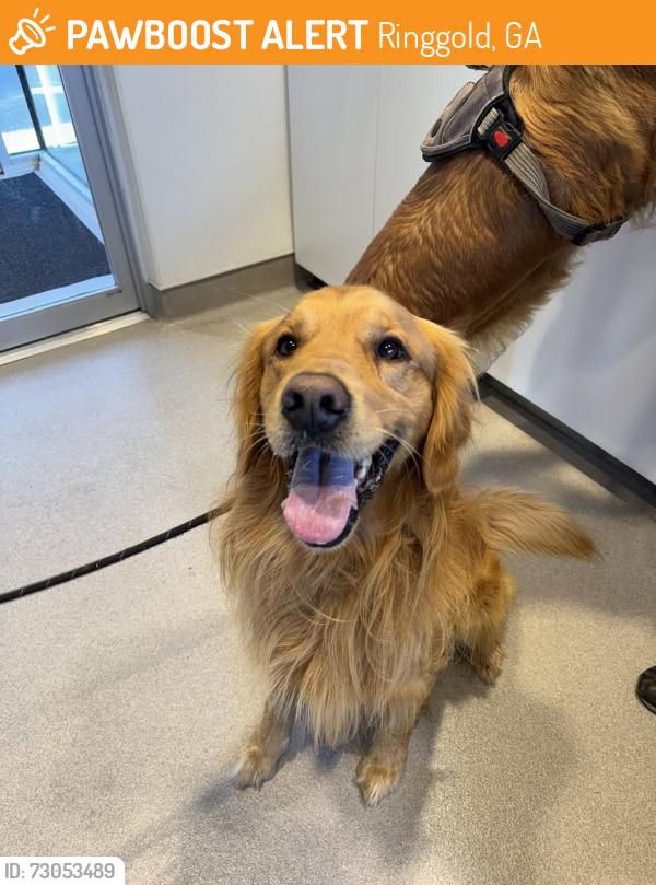 Found/Stray Unknown Dog last seen Ringgold Georgia , Ringgold, GA 30736