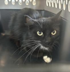Shelter Stray Unknown Cat last seen FLORA SPRINGS/KERNVILLE, 6443 Oak Canyon, Irvine, CA 92618, USA