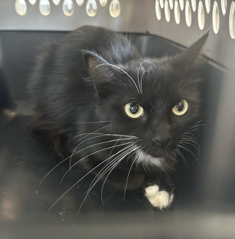 Shelter Stray Unknown Cat last seen FLORA SPRINGS/KERNVILLE, 6443 Oak Canyon, Irvine, CA 92618, USA