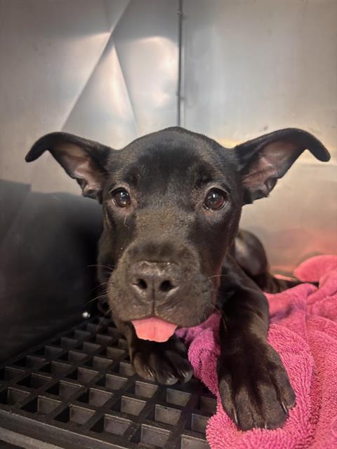 Shelter Stray Female Dog last seen REVERE X RANKIN, 1419 Bryant St, San Francisco, CA 94103, USA