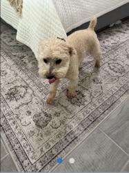 Lost Male Dog last seen van buren and el dorado blvd, Cape Coral, FL 33993