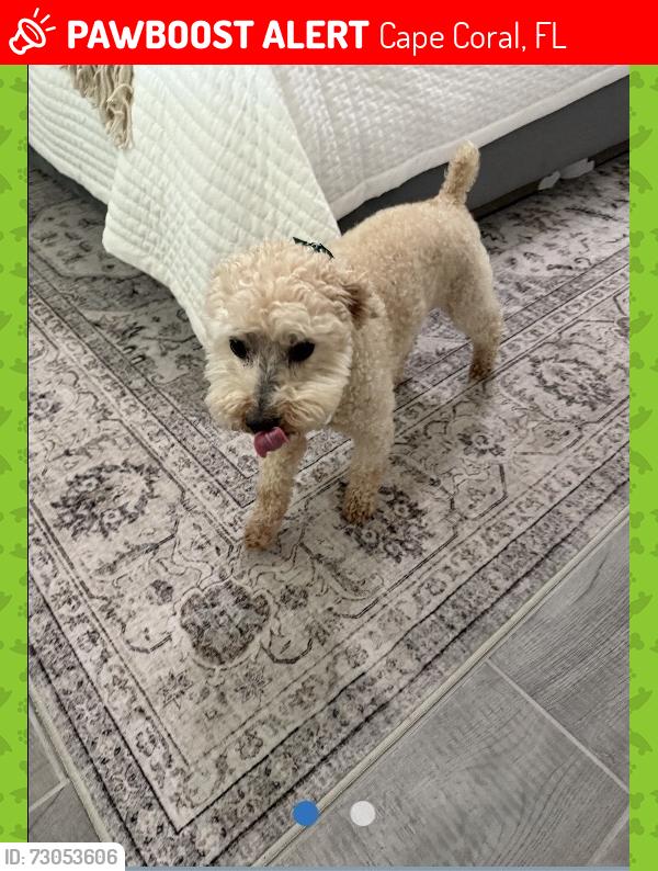 Lost Male Dog last seen van buren and el dorado blvd, Cape Coral, FL 33993