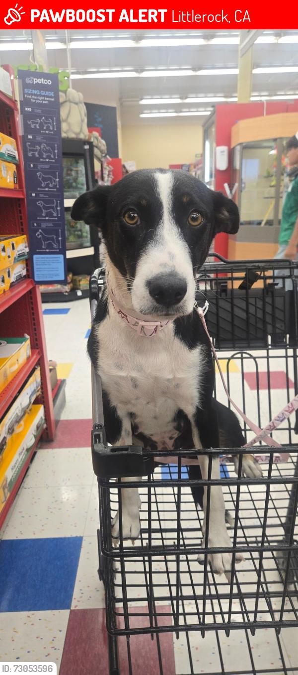 Lost Female Dog last seen 82nd st e, Littlerock, CA 93543
