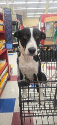 Lost Female Dog last seen 82nd st e, Littlerock, CA 93543