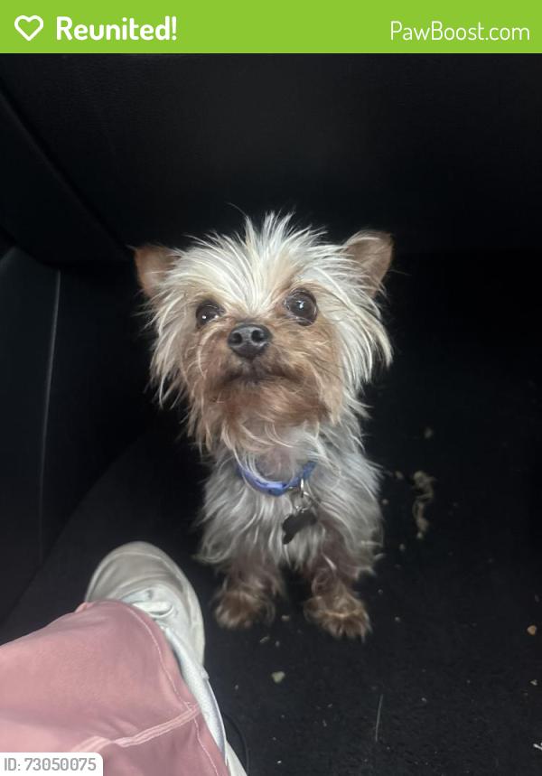 Reunited Male Dog last seen 76th street & western, Los Angeles, CA 90047