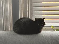 Lost Unknown Cat last seen 15th and Tasker, Philadelphia, PA 19145