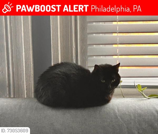 Lost Unknown Cat last seen 15th and Tasker, Philadelphia, PA 19145