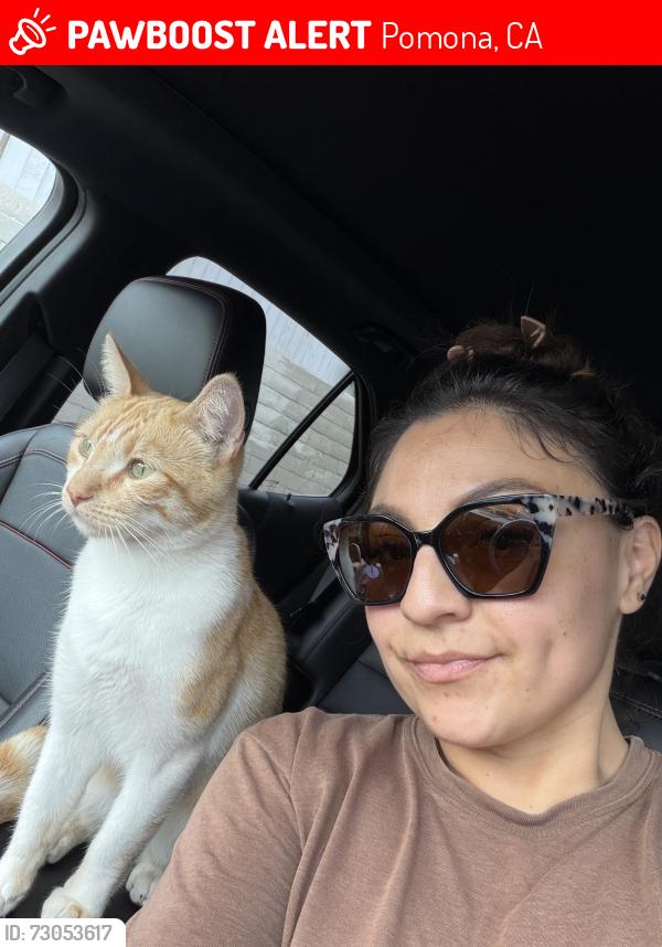 Lost Male Cat last seen Cynthia, Pomona, CA 91766