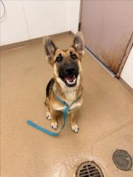 Shelter Stray Female Dog last seen TENNYSON/TYRRELL, 16 Barnes Ct, Hayward, CA 94544, USA