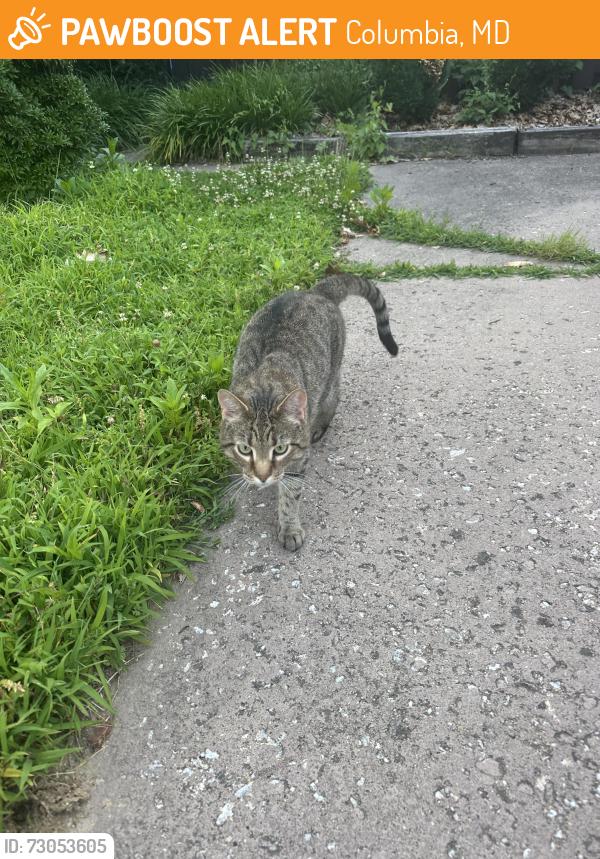 Found/Stray Male Cat last seen Red Lake Court, Columbia, MD, Columbia, MD 21045