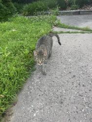 Found/Stray Male Cat last seen Red Lake Court, Columbia, MD, Columbia, MD 21045