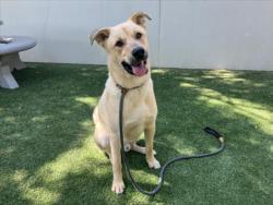Shelter Stray Male Dog last seen , West Valley Animal Shelter, 20655 Plummer St, Chatsworth, CA 91311, USA