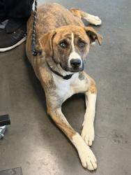 Shelter Stray Female Dog last seen , West Valley Animal Shelter, 20655 Plummer St, Chatsworth, CA 91311, USA